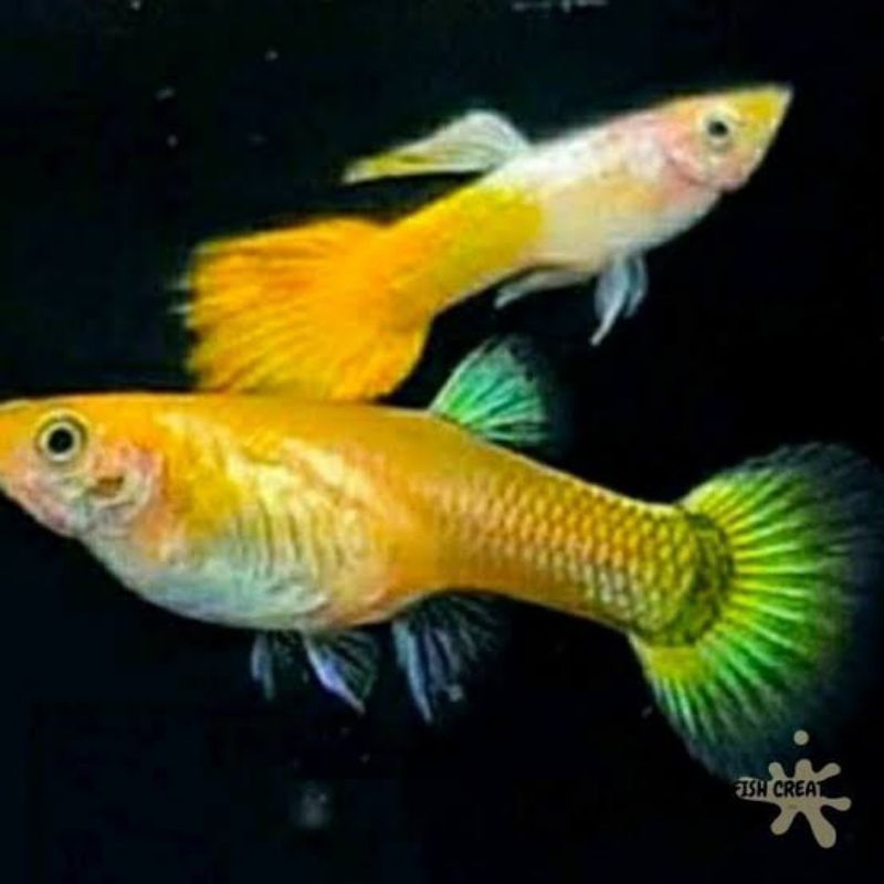 

stiler guppy yellow banana