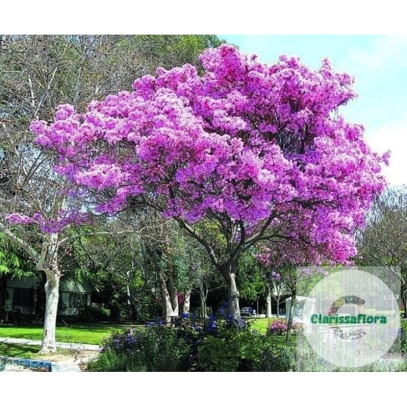 Pohon bunga tabebuya ungu tinggi ± 1 meter / tanaman hias pohon bunga tabebuya