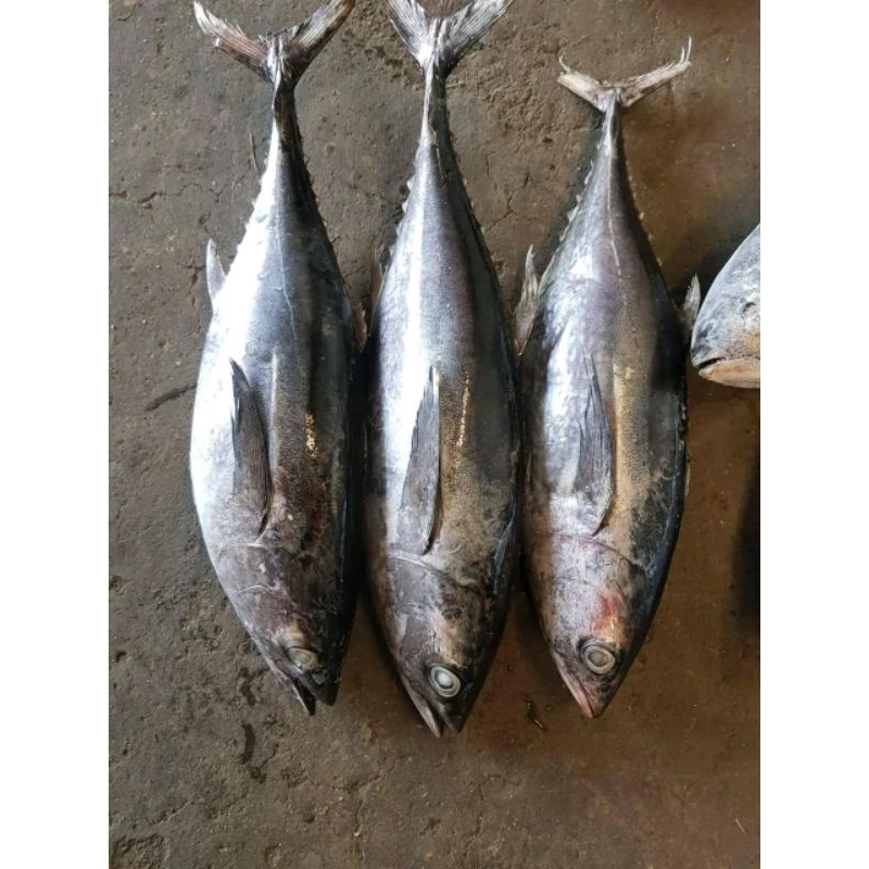 

ikan tongkol abu abu segar 1kg bergaransi