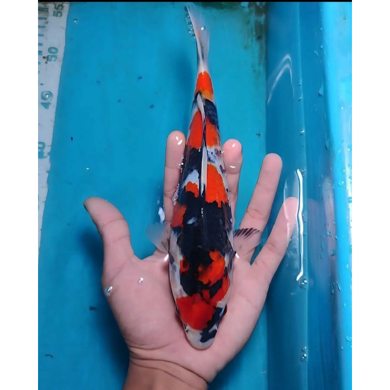 

koi showa berkualitas grade A+ size 20-25cm