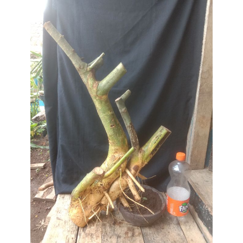 bahan bonsai serut berkarakter unik