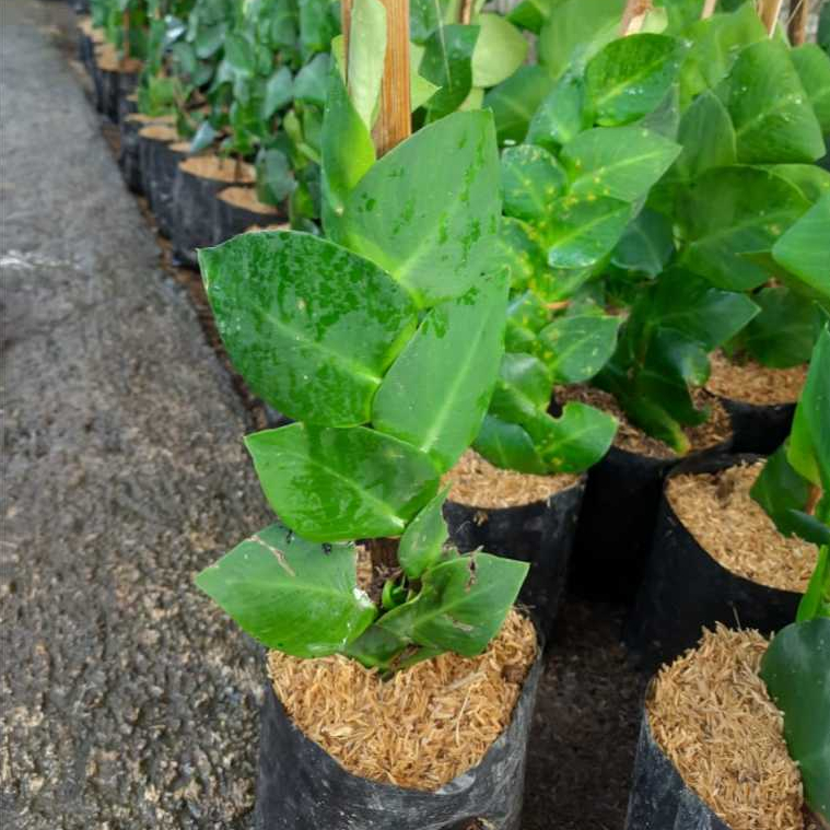 Tanaman Dollar - climbing plant - climbing dolar - tanaman rambat - tanaman rambat flexi dolar