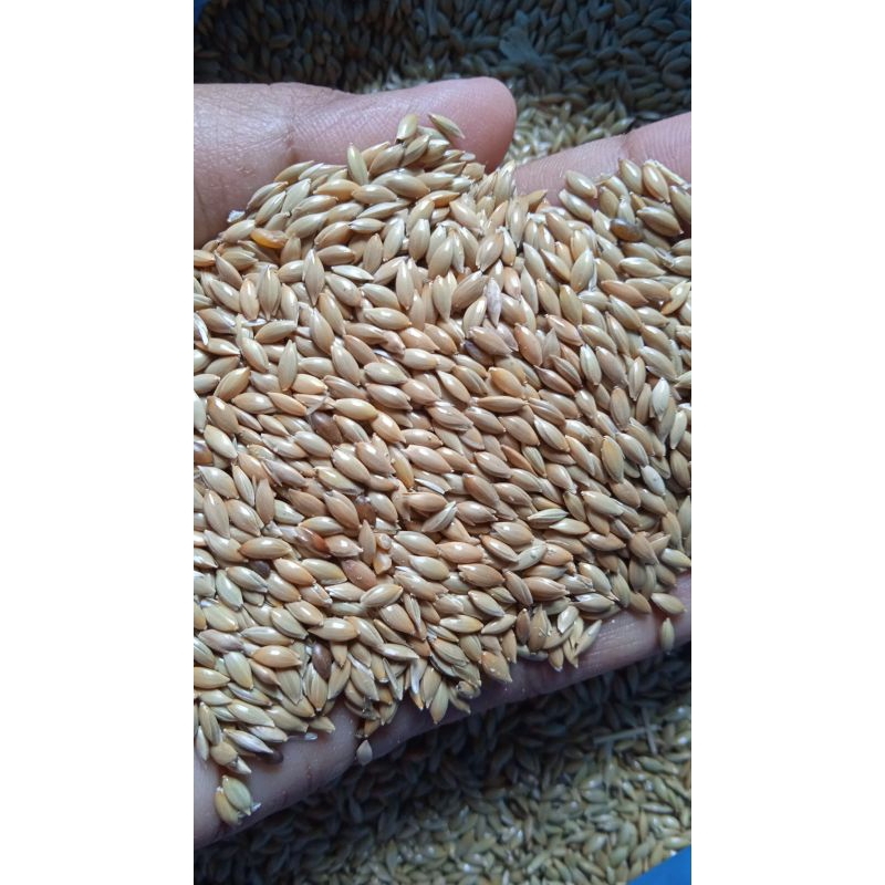KENARI SEED KENARI SEED BIJI KENARI MAKANAN pakan BURUNG LOVEBIRD