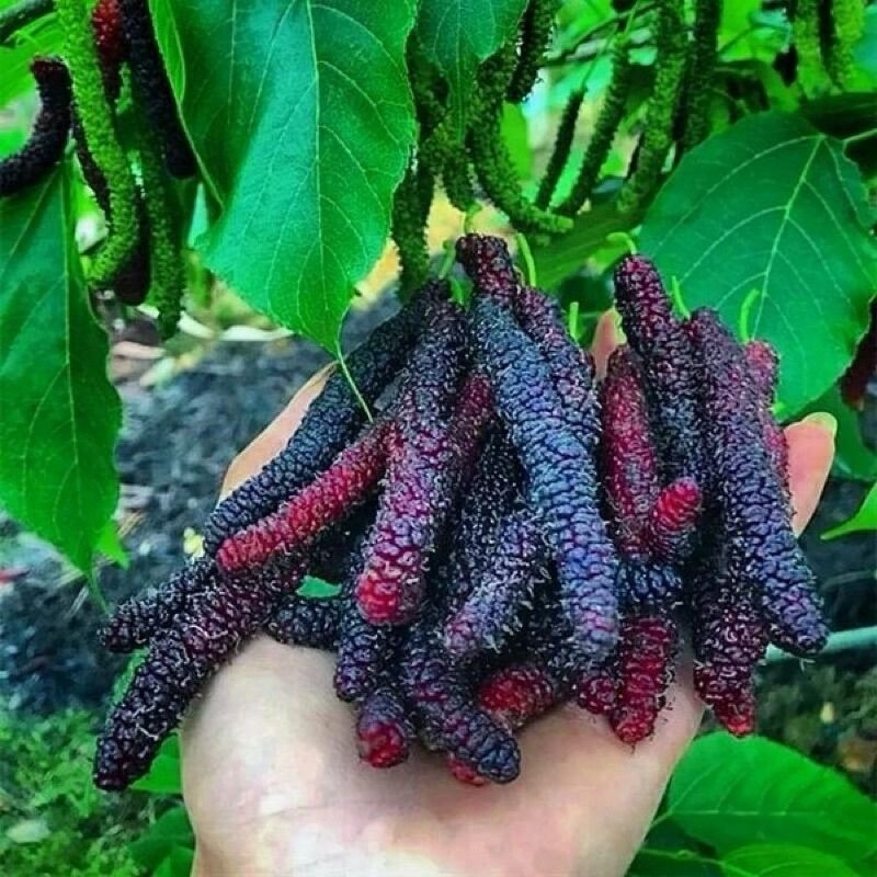 Bibit Buah Long Murbei Cangkok