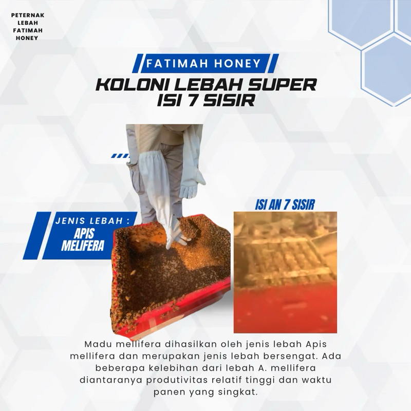 

lebah unggul apis melifera (7sisir)