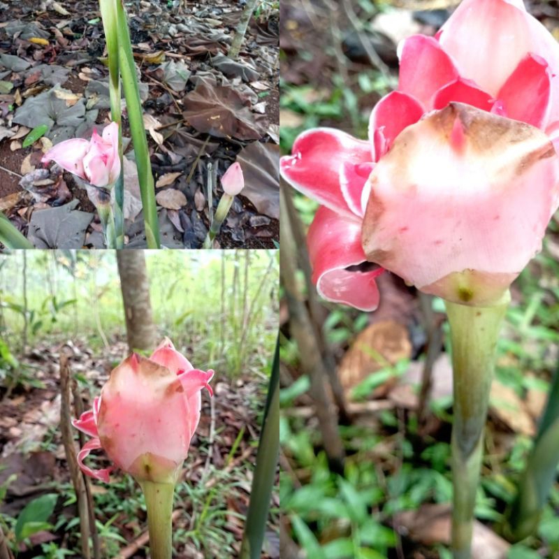 

Kecombrang Segar Atau Bunga Honje perbuah