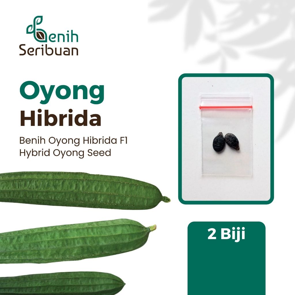 2 Benih Bibit Oyong Hibrida F1 Grandia Sayuran Rambat Gambas Unggul - Bibit Tanaman Sayur Seribuan