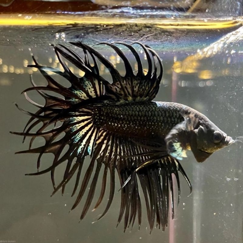 IKAN CUPANG MURAH KUALITAS BAGUS CT (CROWNTAIL BLACK ORCHID)//BETTA FISH BLACK ORCHID