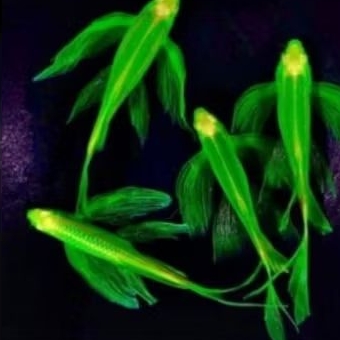 

Bok danio slayer hijau