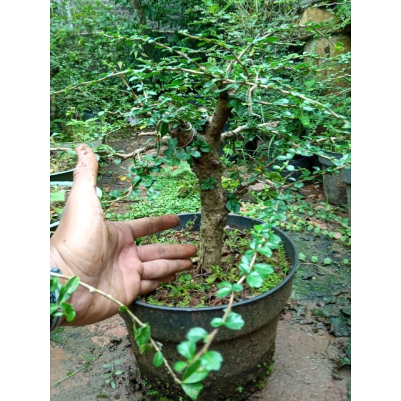 Bonsai hokiantea micro (arcia) medium mame berkarakter