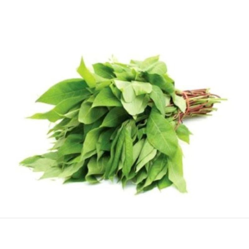 

Daun singkong segar 1 ikat