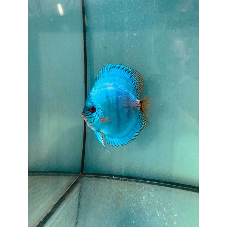 hiasan aquarium ikan discus super blue cobalt