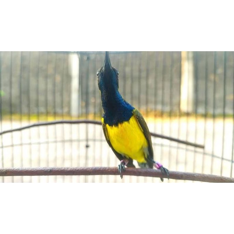 SOGON METALIK GACORAN PROSPEK