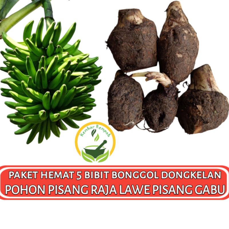 Paket Hemat 5 Bibit Bonggol Pohon Pisang RAJA LAWE Dongkelan Pohon Pisang Gabu Siap Tanam