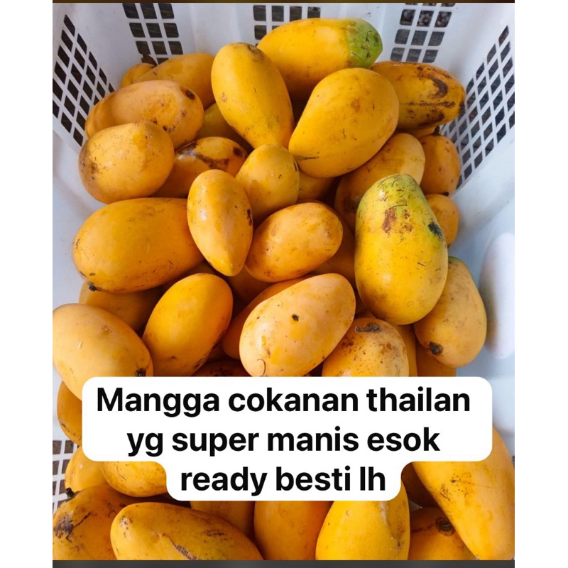 

Mangga Chokanan Thailand