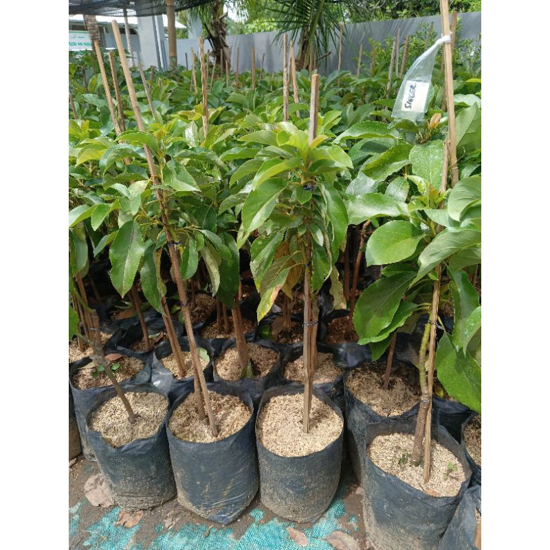 Bibit Alpukat Siger 1 Lampung Super Unggul