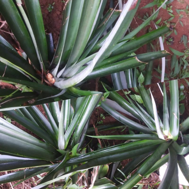 

DAUN NANAS FRESH/ 10BATANG/ DIPETIK LAMGSUNG SAAT ORDERAN MASUK