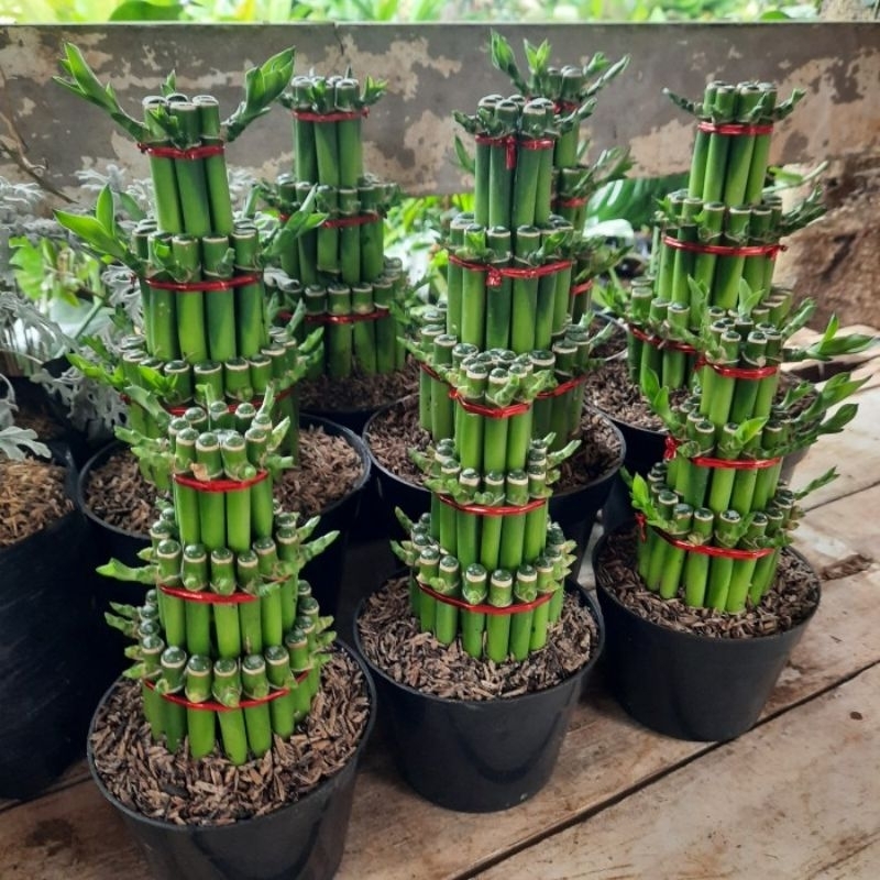 Tanaman hias Bambu hoki-JUMBO (BISA COD) -bambu rezeki-bambu membawa keberuntungan