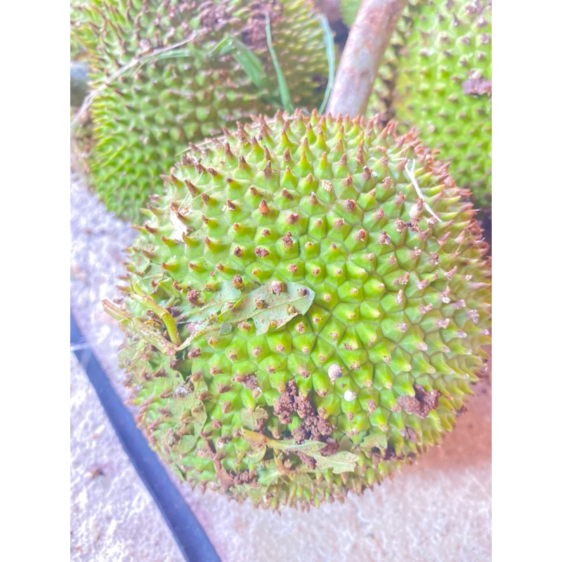 2 pcs kluwih sayur segar murah