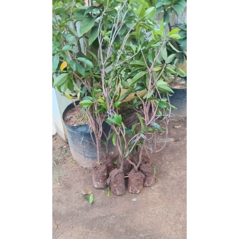 

bibit sawo jawa hasil cangkok