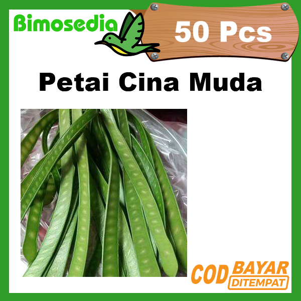 

Petai Cina Palending Muda Pete 50 Papan Untuk Obat Herbal lalapan sambal Lamtoro