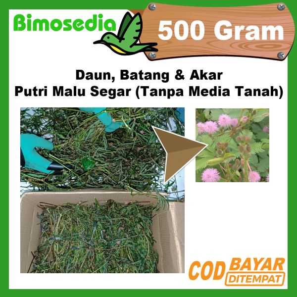 Putri Malu Segar Daun Batang Akar 500 Gram Tanpa Media Tanah