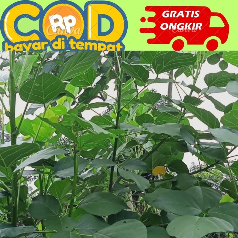 

kulit pohon dadap serep segar diambil saat dipesan 100 gram