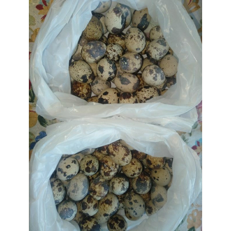 

telor puyuh