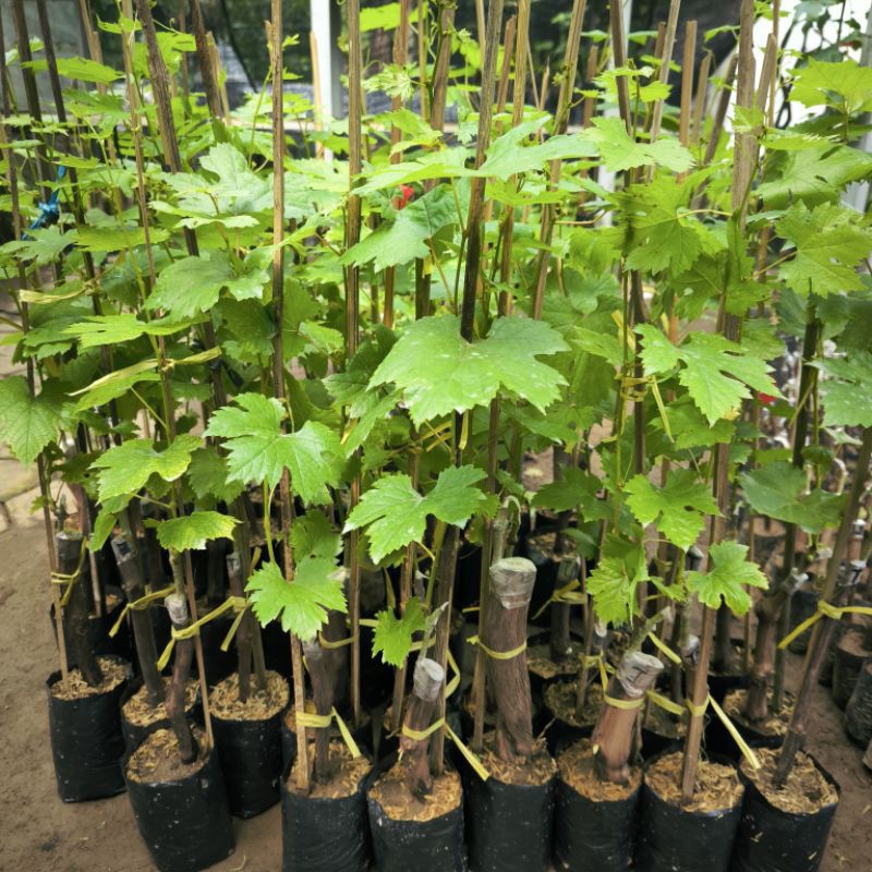 bibit anggur import valid