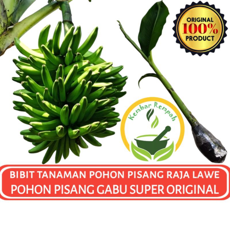 Bibit Tanaman Pohon PISANG RAJA LAWE Pohon PISANG GABU SUPER Siap Tanam