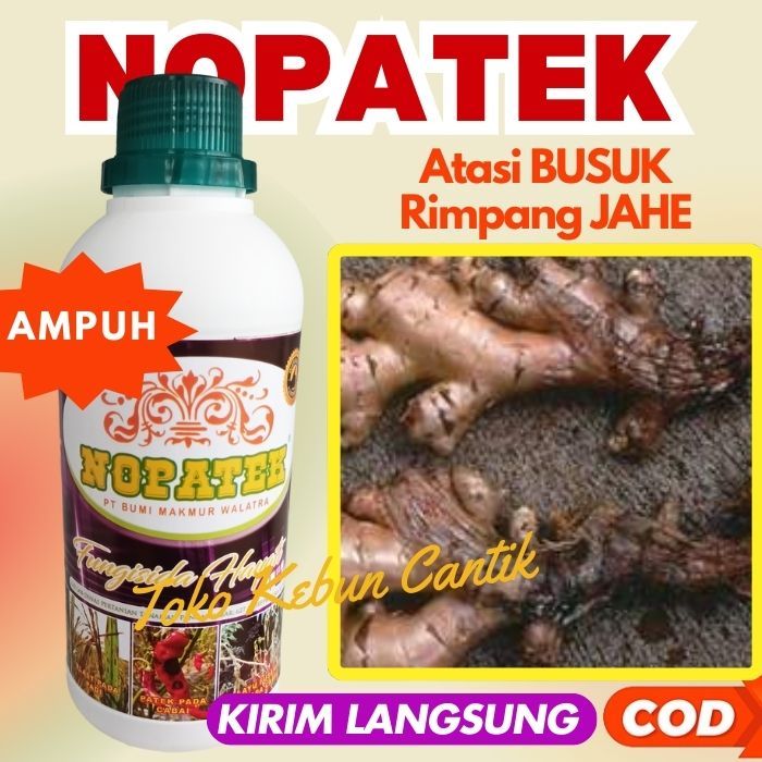 OBAT AMPUH. Penyakit Busuk Menyerang Jahe? Kresek Merusak Padi ? NOPATEK 500ML Fungisida Hayati Berb