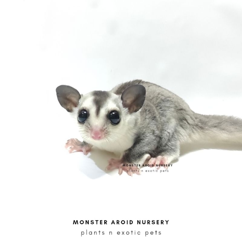 Sugar glider white face het leucistic