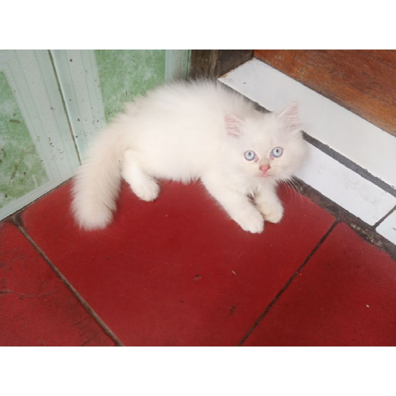 Kucing Kitten Persia flatnose White Solid Blue eyes Longhair