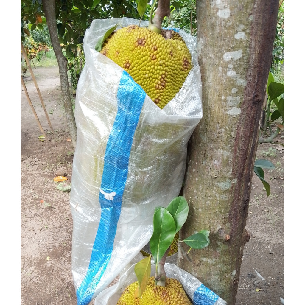 Buah Nangka Utuh Medium dan Besar paket kargo