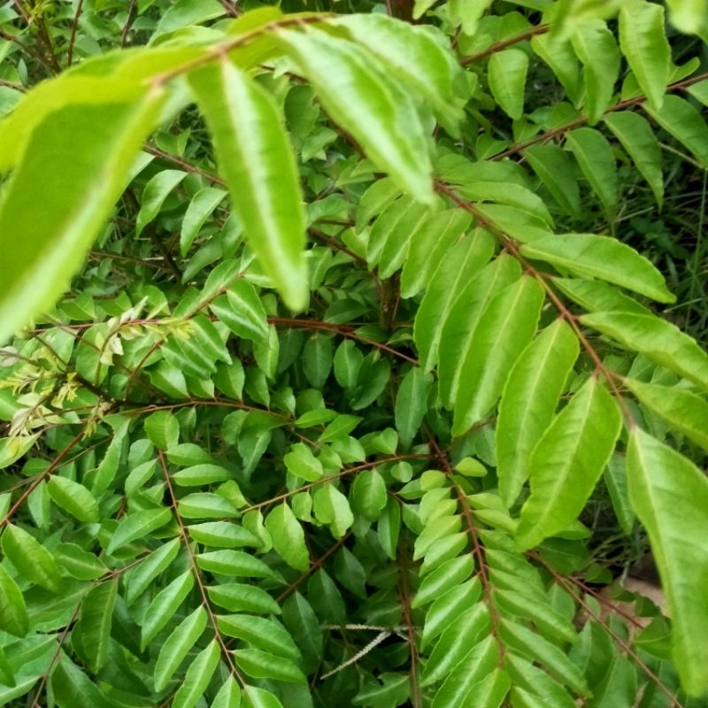 

Daun Kari segar organik asal Aceh