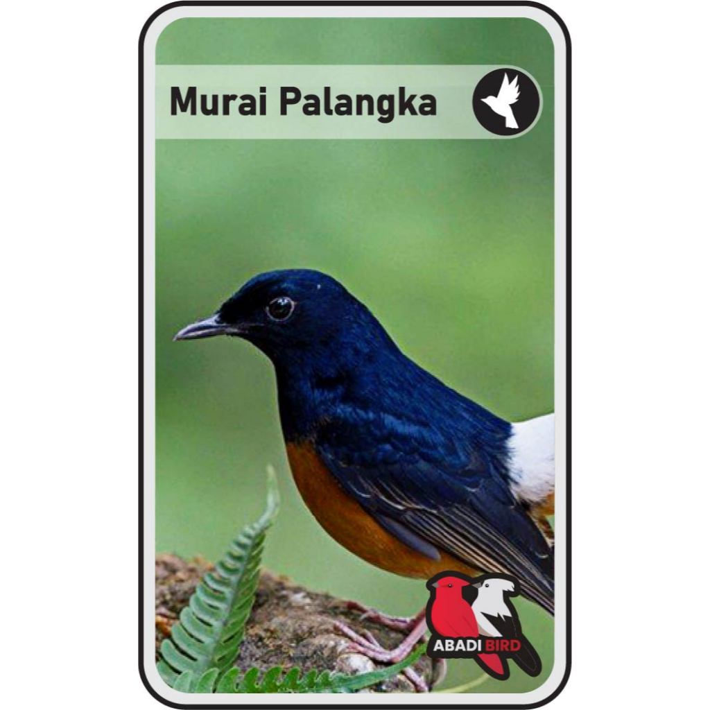 Murai Palangka Ekor Panjang Palmerah