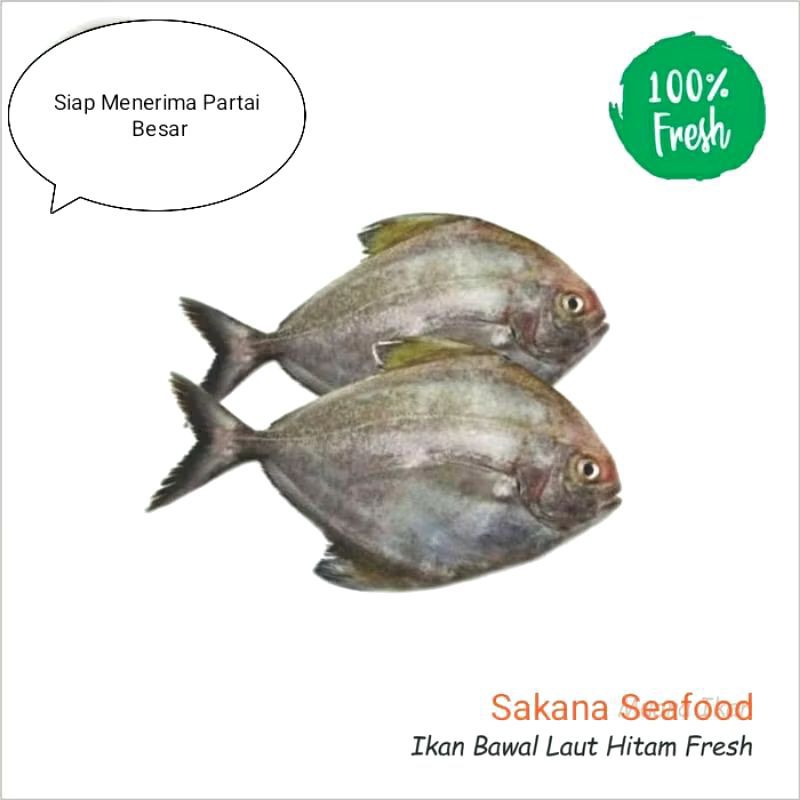 

IKAN BAWAL LAUT 1KG FRESH