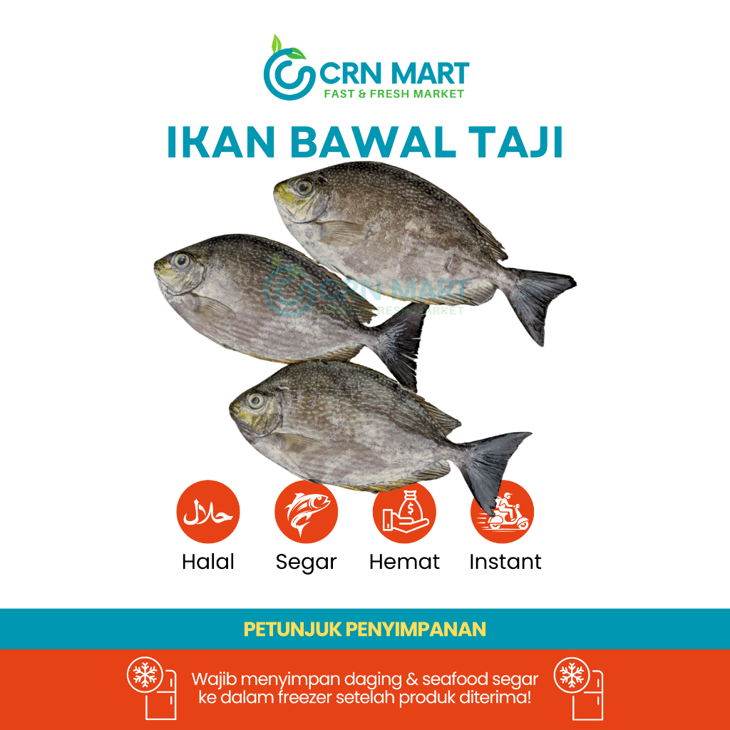 

CRN MART - Ikan Bawal Taji/Seafood Segar/Ikan Baronang Hitam Per Ekor 0,8-1 kg
