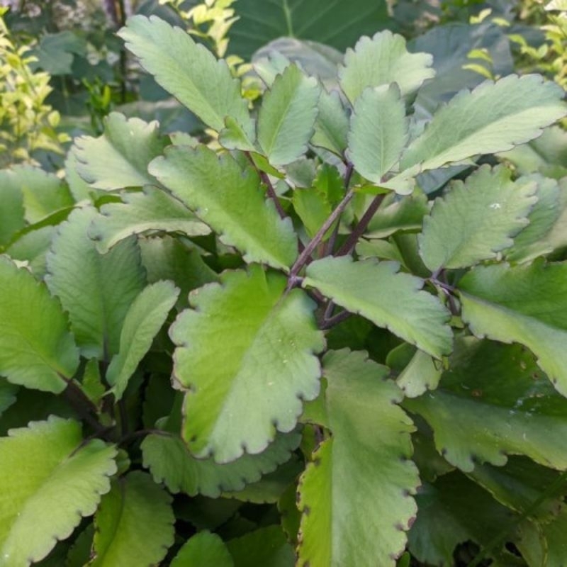 

Daun Cor bebek Asli Segar Fress 20lembar (Langsung Kirim