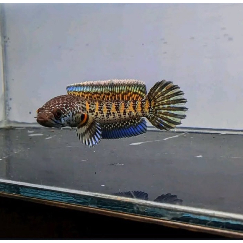 Chana AURANTI MACULATA full pelet Grade A size2 3/5cm ||bonus pakan