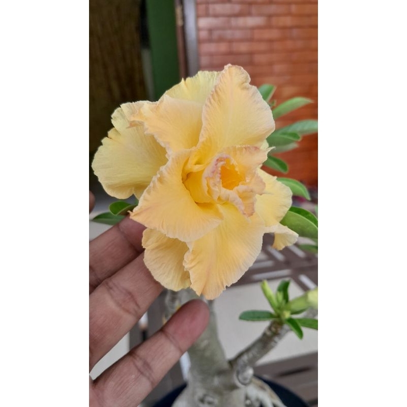 

ADENIUM GRAFTING BUNGA KUNING JUMBO