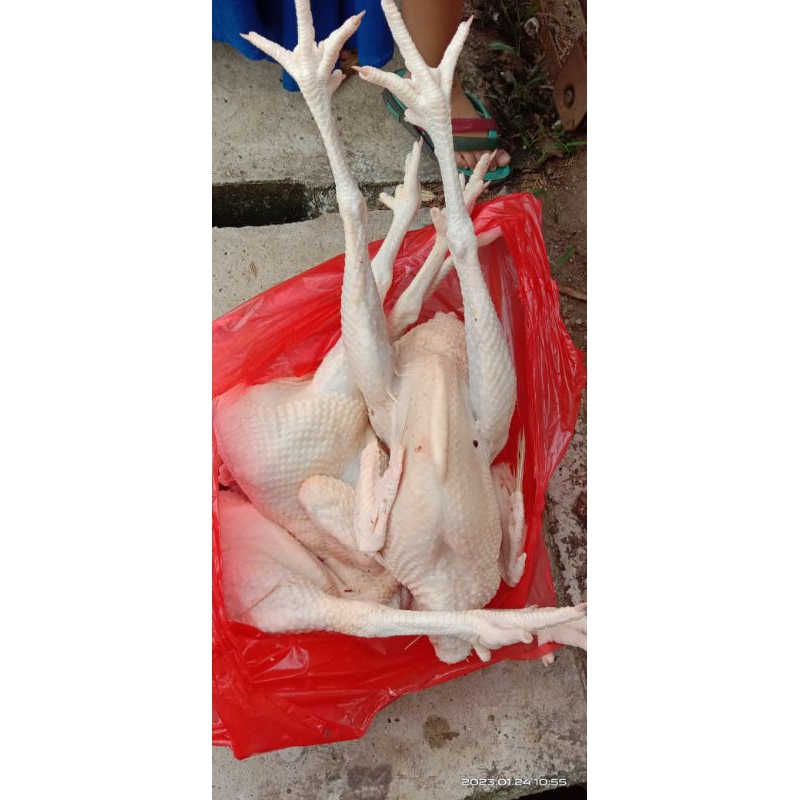 

ayam petelur merah bobot utuh 1,2kg sampai 1,3kg