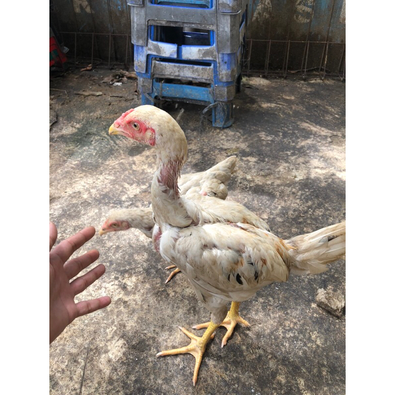 Anakan ayam plucker