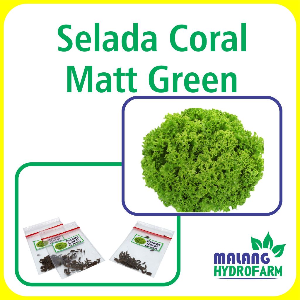 Benih Selada Coral Matt Green Unggulan Berkualitas biji bibit repack lettuce hijau keriting hydropon