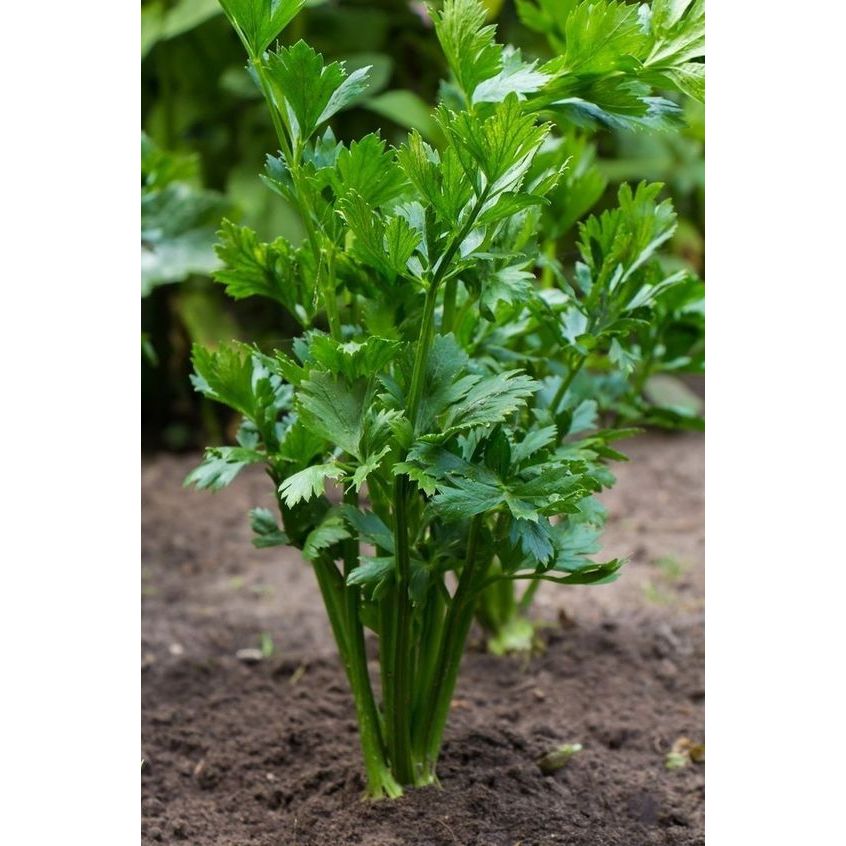 _Adudushop Benih Seledri Summer Green 10 Gram Known You Seed Tidak Cepat Menua