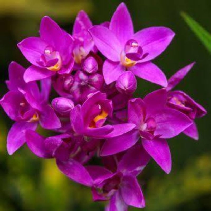 Tanaman Bunga Anggrek Tanah Ungu - Anggrek Tanah Bunga Ungu - Tanaman Hias Hidup - Bunga Hidup