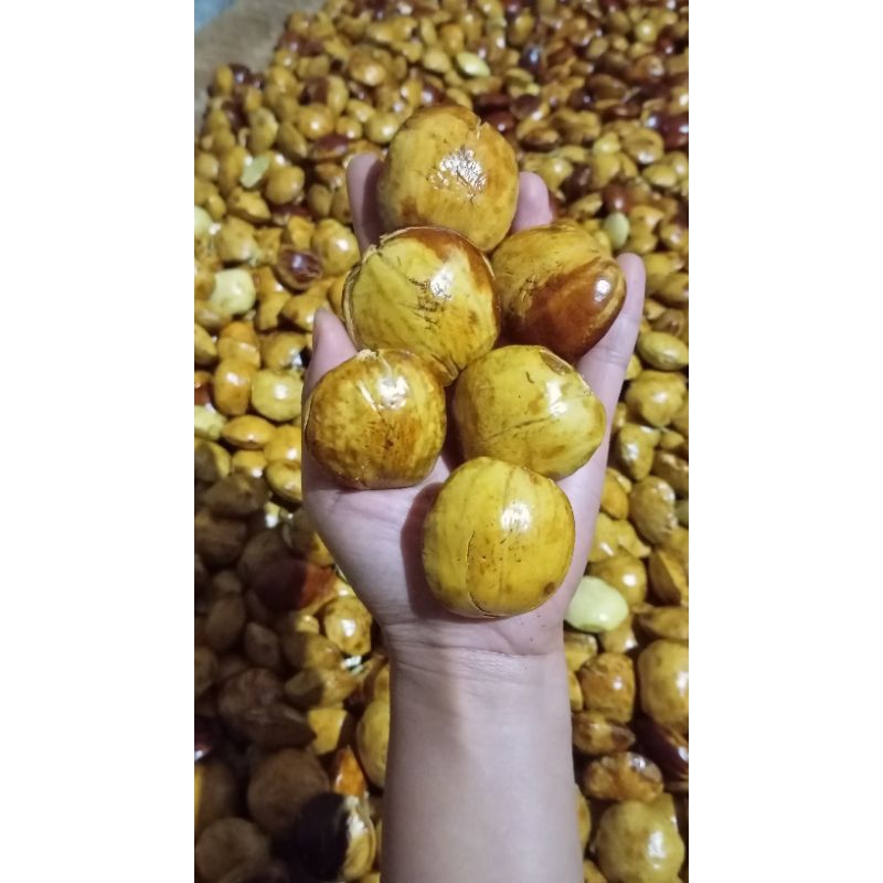 

JENGKOL TUA MERAPI