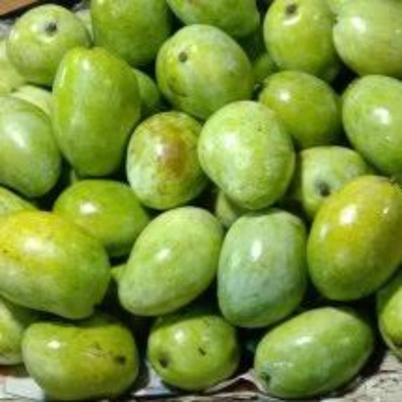 

Mangga Kopyor Termurah langsung petani 1kg