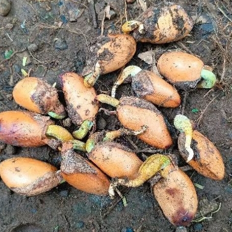 Benih Biji Durian isi 20 biji ( siap tanam )sudah berkecambah