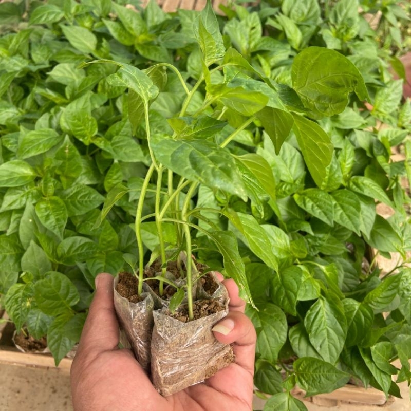 

KEBUN RAYA-Bibit cabai Rawit siap tanam